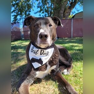 Best Dog Collar Sleeve Scarf